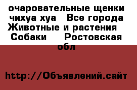 очаровательные щенки чихуа-хуа - Все города Животные и растения » Собаки   . Ростовская обл.